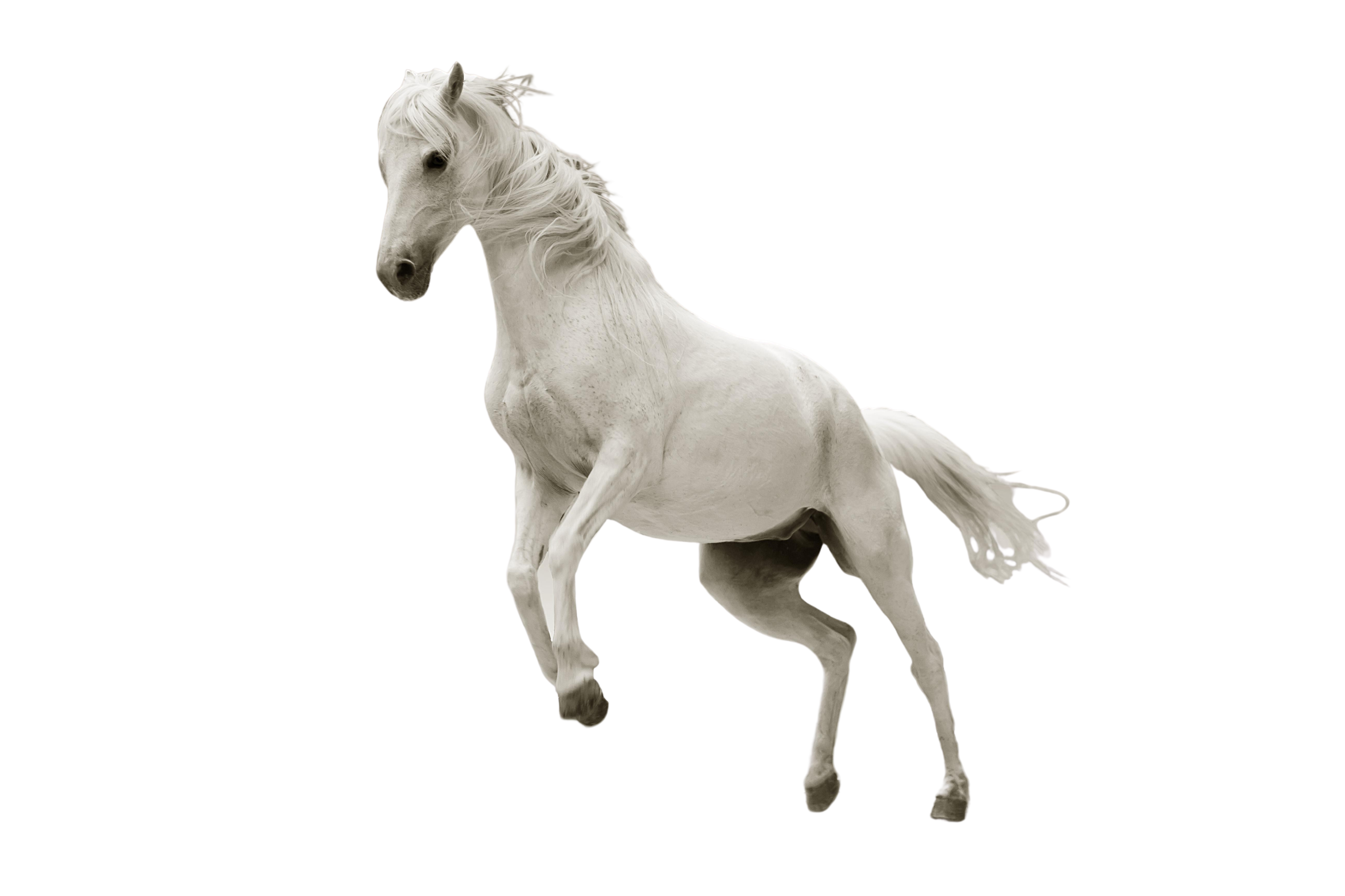 Schmuck aus Pferdehaar - Cavallin - Pferdehaarschmuck Schweiz