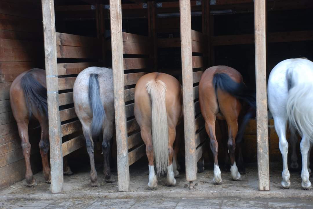 🐴 Anleitung zur Bestellung deines individuellen Pferdehaarschmucks