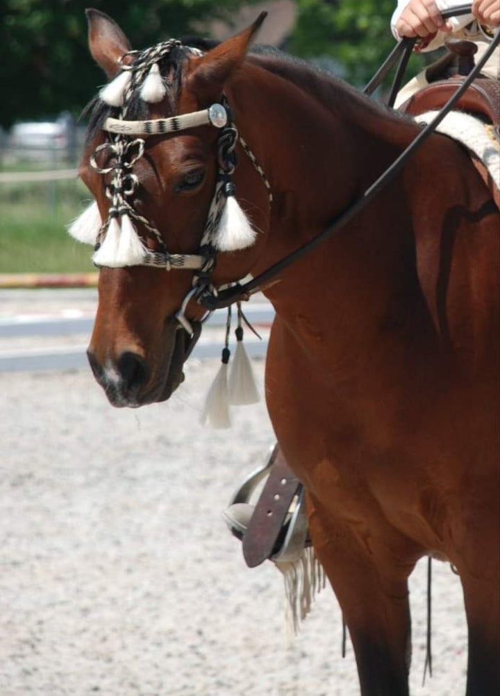 show bridle hitched